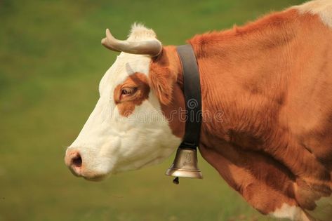 Cow and bell. Beautiful profile portrait of a white and brown cow wearing a bell #Sponsored , #affiliate, #PAID, #Beautiful, #Cow, #cow, #profile Bell Image, Cute Nose, Profile Portrait, Beautiful Profile, Brown Cow, Cow Bell, Holy Cow, Vector Character, Chocolates