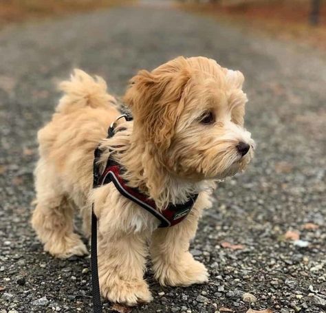 Teacup Dogs Full Grown, Miniature Golden Doodle Full Grown, Teacup Goldendoodle Full Grown, Toy Golden Doodle Puppy, Full Grown Goldendoodle, Toy Goldendoodle Full Grown, Maltipoo Dogs Full Grown, F1b Mini Goldendoodle Full Grown, Golden Doodle Teddy Bear Haircut