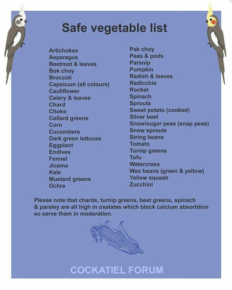 Safe veggies for parakeets Cockatiel Care, Parakeet Care, Parakeet Food, Parrot Diet, Budgies Bird, Talking Parrots, Bird Aviary, Bird Care, Parrot Toys