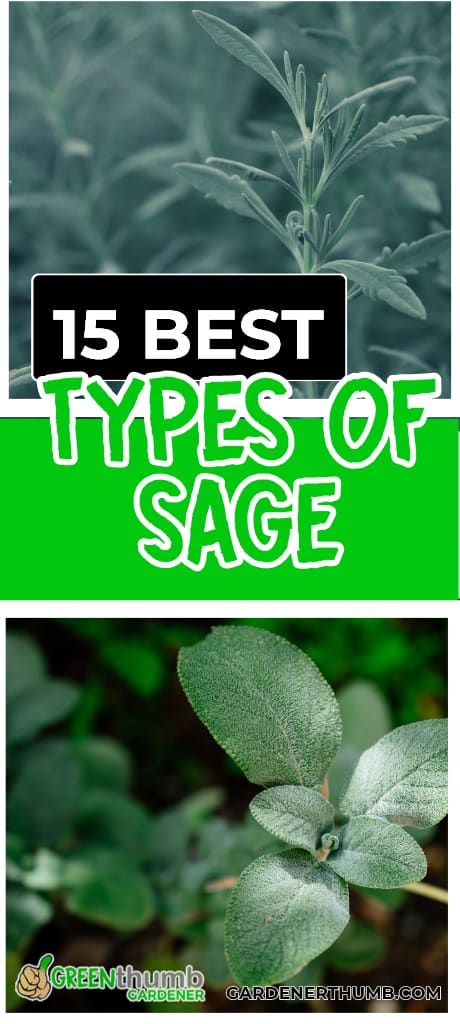 15 Types Of Sage You May Not Have Heard Of | Edible to Smudging | Green Thumb Gardener Sage Plants Perennials, Types Of Sage Plants, Sage Varieties, Different Types Of Sage, Types Of Sage, Sage Spice, Mexican Sage, Sage Benefits, Sage Uses