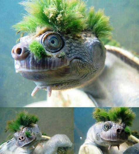 The punk rock turtle with a bright green mohawk, which is actually algae growing on his head. River Turtle, Chia Pet, A Turtle, Reptiles And Amphibians, An Animal, Amphibians, Science And Nature, Sea Creatures, Beautiful Creatures