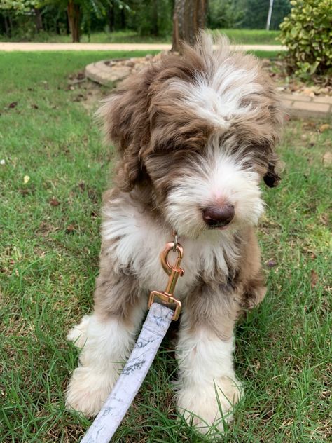 Micro Bernedoodle, Ausidoodle Puppies, Aussiedoodle Full Grown, Aussie Labradoodle, Toy Aussiedoodle, Aussie Doodle Puppy, Aussie Doodle, Mini Aussiedoodle, Aussiedoodle Puppies