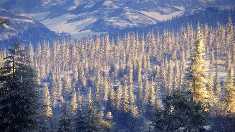 #golden #pinetree #forest in the #taiga ! #warm and #cold feeling at once! #landscape #photography #virtuallife Fantasy Taiga Landscape, Taiga Aesthetic, Taiga Landscape, Taiga Forest, Snow Witch, Cold Feeling, Dr Aesthetic, Background References, Fantasy World Map