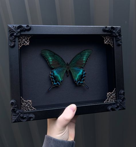 SOLD: Alpine Black Swallowtail in Black Shadowbox Frame. This was a last minute design but I’m surprised it sold so quick 😅❤️ . . . #smallbusiness #handmade #art #artist #butterfly #curio #curios #butterflies #insect #insects #entomology #oddity #oddities #curiosities #curiosity #odditiesandcuriosities #taxidermy #shadowbox #frame #goth #gothic #gothaesthetic #aesthetic #gothicart #decor #gothdecor #crowcore #black #green #bugs Oddities Aesthetic, Taxidermy Bugs, Entomology Taxidermy, Butterfly Taxidermy Art, Entomology Decor, Bug Taxidermy, Gothic Frame, Curio Collection, Taxidermy Decor