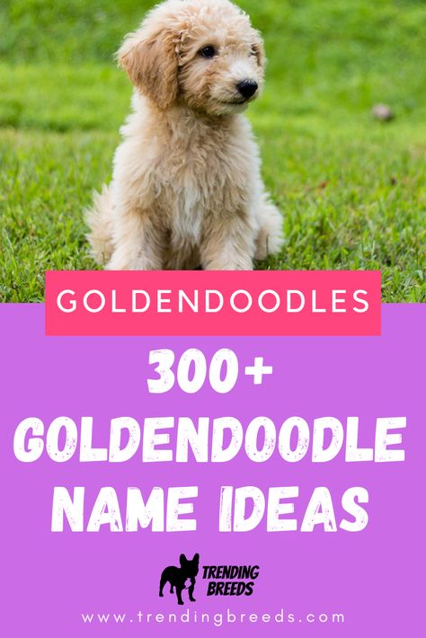 Picking a Goldendoodle puppy is hard enough...then you have to choose the perfect name for them. It can be a lot. We've done the work for you! We share tips for generating your own name ideas and have included OVER 300 Goldendoodle names for you, They're organized by size and popular colors. Come check it out! Cute Golden Doodle Names, Golden Doodle Puppy Names, Goldendoodle Names Female, Goldendoodle Tips, Doodle Tips, Labradoodle Mini, Goldendoodle Names, Baby Doodle