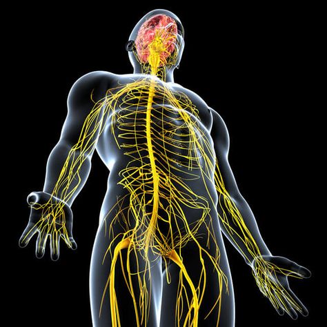 Johns Hopkins Hospital, Sensory Nerves, Peripheral Nervous System, Peripheral Nerve, Muscles In Your Body, Nerve Damage, Spinal Cord, Central Nervous System, Hip Flexor