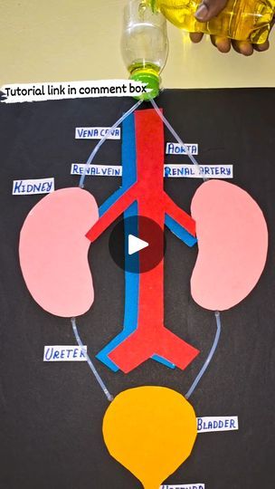 Kidney Working Model, Excretory System Projects, Excretory System Model, Kidney Project, Kidney System, Kidney Model, Science Project Working Model, Neuron Model, Human Body Systems Projects