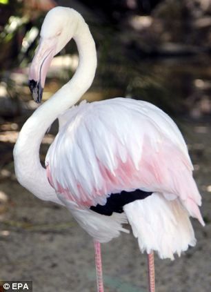 Difficult decision: Staff at Adelaide Zoo yesterday put Greater down, their 83-year-old flaming - they've had her since 1933 but not sure where she came from. White Flamingo, Flamingo Pictures, Pink Flamingos, Love Birds, Stone Painting, Flamingo, Birds, Art Inspiration, Animals