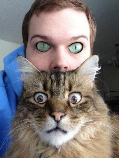 25 Horrifying And Hilarious Animal Face Swaps - Gallery Funny Face Swap, Creepy Eyes, Koci Humor, Desain Signage, Face Swaps, 웃긴 사진, Komik Internet Fenomenleri, Super Funny, Animal Memes