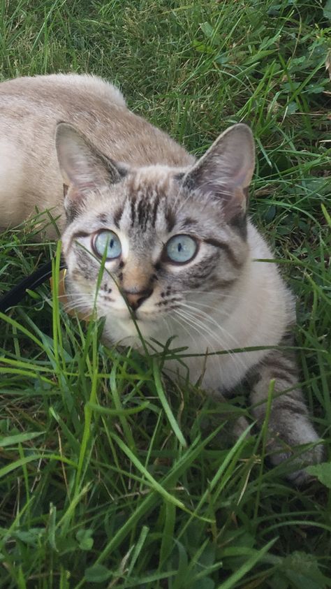 Lynx Point Siamese Lilac Lynx Point Siamese, Tabby Siamese Cat, Lynx Point Cat, Lynx Point Siamese, Colorpoint Shorthair, Seal Point Siamese, Burmilla, Rare Cats, Dream's Cat