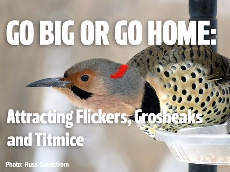 Go Big or Go Home: Attracting Grosbeaks, Flickers and Titmice - All Seasons Wild Bird Store Minnesota Birds, Northern Flicker, Bird Accessories, Sunflower Hearts, Black Capped Chickadee, Go Big Or Go Home, Southern Region, Feeding Station, The Pines