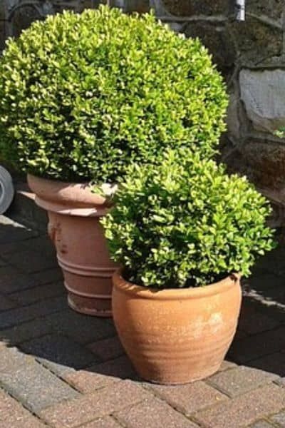 Evergreen Potted Plants, Perenial Garden, Boxwood Planters, Boxwood Landscaping, Square Planter Boxes, Plant Stand With Wheels, Box Wood Shrub, Boxwood Plant, Potted Plants Outdoor