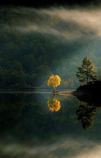 Lone Tree, In The Middle, The Middle, Trees, Lake, Yellow, Water