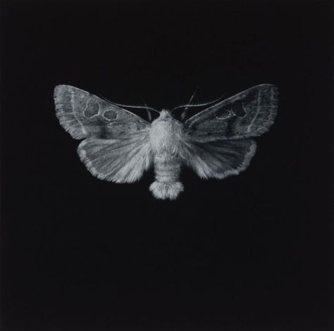 White Photo, Moth, Black And White, White, Black