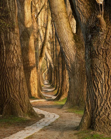 Regensburg. You can find this path next to the large parking area Dult-Parkplatz next to the Donau. Park your car, walk over the bridge,… Tree Tunnel, Matka Natura, Beautiful Roads, Ancient Tree, Unique Trees, Tree Forest, Alam Yang Indah, Beautiful Tree, Tree Art