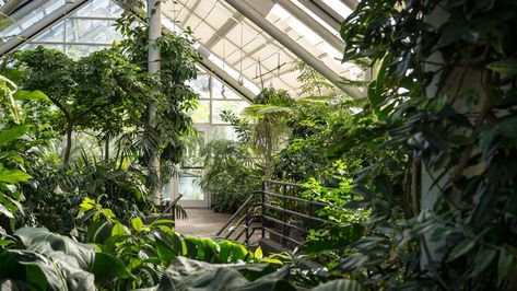 Titan Arum, Victorian Greenhouses, Montreal Botanical Garden, Brooklyn Botanical Garden, Singapore Botanic Gardens, Brooklyn Botanic Garden, Denver Botanic Gardens, Atlanta Botanical Garden, Prairie Garden