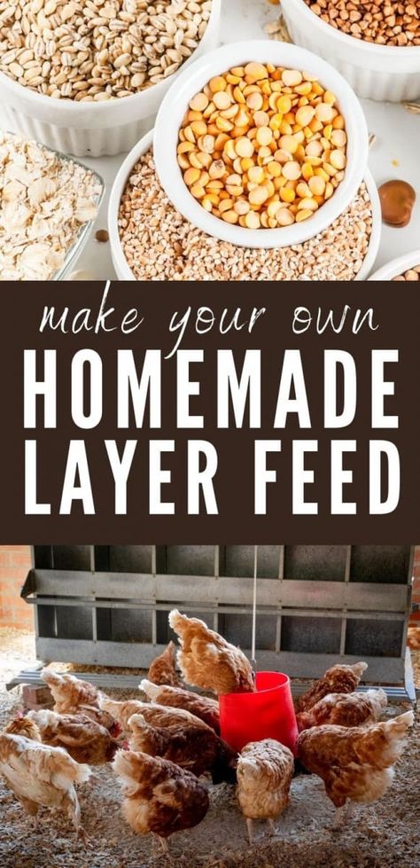 Home Made Chicken Feed Recipe, Home Made Chicken Food, Chicken Diy Feeder, Diy Chicken Food Recipes, Chicken Feed Mixture, Chicken Feed Recipe Homemade, What To Add To Chicken Feed, Diy Chicken Layer Feed, Chicken Feed Mix Recipe