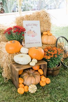 Pumpkin Harvest Decor, 1st Birthday Pumpkin Patch, Onederfall Birthday, Pumpkin Shower Decor, Lil Pumpkin Birthday Party, Pumpkin Patch Gender Reveal Party, 1st Birthday Party Fall Theme, Pumpkin Birthday Decorations, Fall Pumpkin Party Ideas