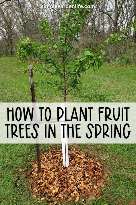 How To Plant Fruit Trees In The Spring by simplegardenlife.com Strawberry Garden Ideas, Planting Cherry Trees, Strawberry Planter Ideas, Strawberry Gardening, Fruit Garden Layout, Plant Fruit Trees, Planting Fruit, Fruit Trees Backyard, Garden Strawberry