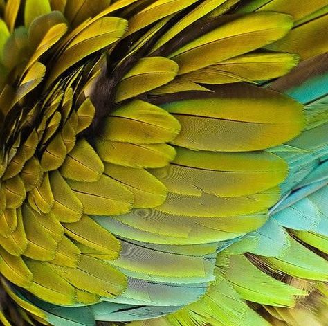 Macaw Feathers, Foto Macro, Mellow Yellow, Patterns In Nature, Color Textures, Bird Feathers, Beautiful Birds, Textures Patterns, Shades Of Green