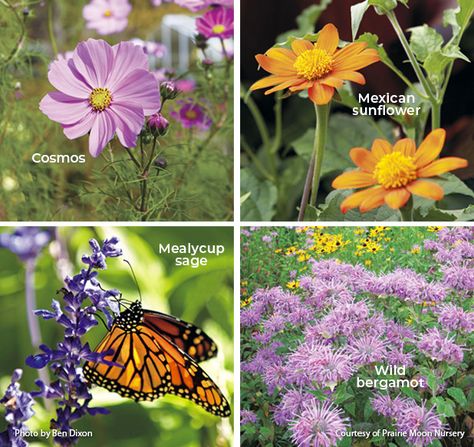 Butterfly Garden Layout, Monarch Waystation, Monarch Garden, Wildlife Garden Design, Hardscape Backyard, Mexican Sunflower, Butterfly Garden Design, Milkweed Plant, Swamp Milkweed