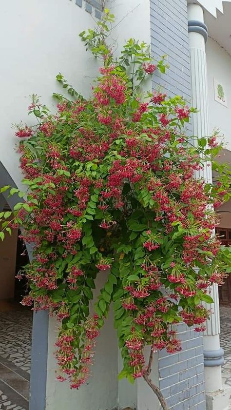 Rangoon creeper, Combretum indicum Creeper Plants, Rangoon Creeper, Creepers Plants, Creepers, Plants, Quick Saves