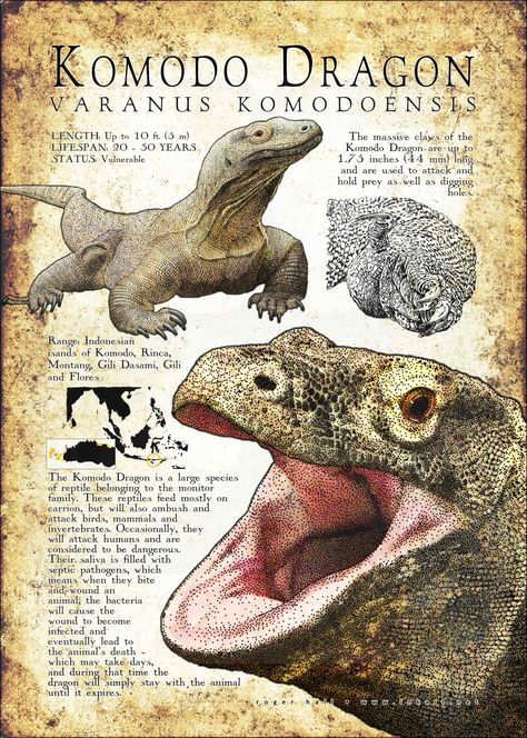 Komodo Dragon Poster / Infographic Komodo Illustration, Komodo Art, Komodo Dragon Art, Poster Infographic, Prehistoric Animals Dinosaurs, Dragon Poster, Dragon Wallpaper Iphone, Komodo Dragon, The Lizard