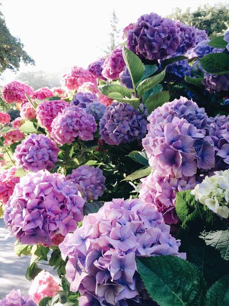 Still the most beautiful hydrangea colors I’ve ever seen 😍 hopefully I can turn my pink hydrangea purple next year by making the soil in its container slightly more acidic 😊 #hydrangea #purplehydrangea Purple Hydrangea, Hydrangea Colors, Hydrangea Purple, When I Get Married, Pink Hydrangea, I Got Married, The Soil, Mini Garden, Garden Spaces