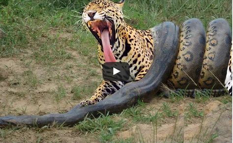 Giant Anaconda vs Jaguar - Python vs Tiger - Python vs Leopard Giant Anaconda, Wild Animals Attack, Animal Attack, Weird Animals, Wild Animal, Leopards, Anaconda, Big Cats, Python