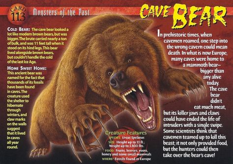 Cave Bear, Wild Animals Pictures, Ancient Animals, List Of Animals, Wild Creatures, Extinct Animals, The Cave, Prehistoric Creatures, Animal Species