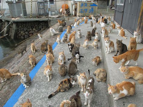 Cat Island Japan, Haiwan Comel, Cat Island, Koci Humor, Lots Of Cats, Feral Cats, Cat Facts, Active Life, Dessin Adorable