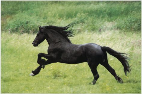 Horse Poster Horses Photography, Black Mustang, Photography Posters, Horse Running, Mustang Horse, Horse Posters, Black Stallion, Black Horses, Friesian Horse