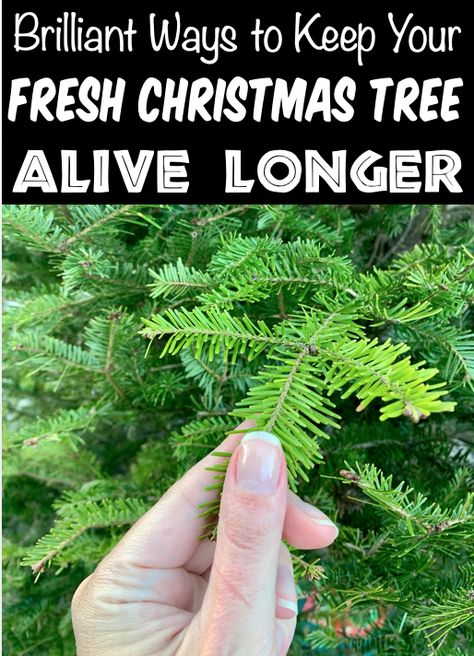 Christmas Tree Decorations Real Tree, Real Christmas Tree Care Tips, Christmas Tree Preservative Diy, How To Care For A Real Christmas Tree, Decorating Live Christmas Trees, Christmas Tree Care Tips, Live Christmas Tree Care, Christmas Tree Clippings Ideas, How To Keep A Christmas Tree Alive