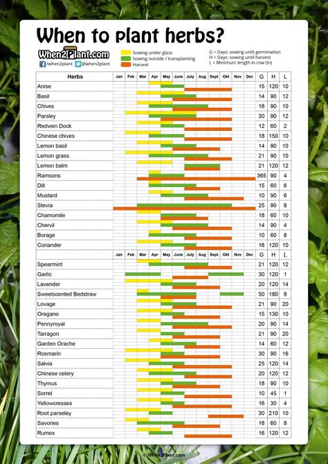 When to plant herbs indoors, outside and when to harvest. Sowing calendar dates for herbs. Anise Basil Chives Parsley Dill Garlic Thymus When To Plant Herbs, Planting Herbs Indoors, Kebun Herbal, Plant Herbs, Herbs List, Planting Calendar, Herb Garden Design, When To Plant, Growing Gardens