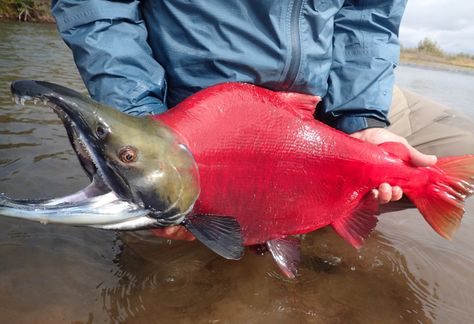 Pebble Mine: A lot at stake.. Photo: Jason Whiting. Kokanee Salmon, Bear Fishing, King Salmon, Sockeye Salmon, Fishing Photography, Vintage Fishing Lures, Cool Fish, Salmon Fish, Salmon Fishing