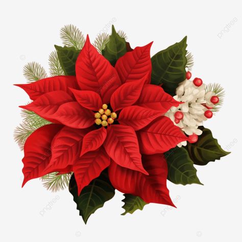 poinsettia flower of christmas holidays poinsettia flower of christmas holidays poinsettia flower Christmas Flowers Poinsettia, Christmas Artwork, Poinsettia Flower, Transparent Image, Holidays Christmas, Png Transparent, Poinsettia, Free Png, Png Image