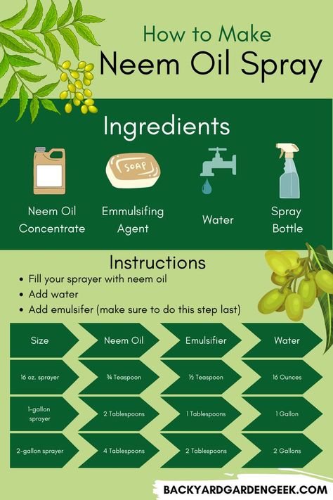 Got pests in your garden? Neem oil is a natural insecticide that is made from neem tree seeds. It is easy to make from home by simply adding neem oil, water, and an emulsifier to a spray bottle. Use the neem oil spray to treat garden pests such as aphids and spider mites. Aphid Spray Homemade, Diy Neem Oil, Aphid Spray, Pest Spray, Get Rid Of Spiders, Plant Pests, Spider Mites, Homemade Oil, Insecticidal Soap