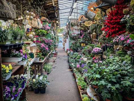 A Guide to the Marché aux Fleurs (Flower Market) in Paris | Ulysses Travel Paris Flower Market, Pere Lachaise Cemetery, Tuileries Garden, D Day Landings, Luxembourg Gardens, Fountain Design, Visit France, Historical Monuments, Champs Elysees