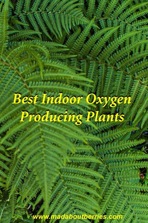 Explore the best indoor plants for oxygen production with our guide. Learn which houseplants not only beautify your space but also improve air quality, making your home healthier and more vibrant. 
#oxygen #plants #indoorplants #indoorgarden Oxygen Plants Indoor, Plants For Oxygen, Indoor Plants For Oxygen, Growing Ginger Indoors, Oxygen Plant, Growing Ginger, Living Room Plants, Growing Strawberries, Potted Houseplants