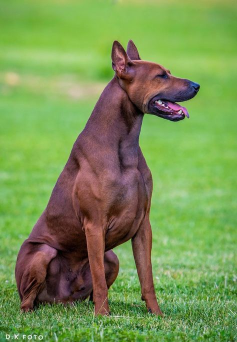 Category: Stud Dogs; Price (Euros): 2,000; Breed: THAI RIDGEBACK DOG; Place: Požega; Country: Croatia; Vendor: Angel. Thai Ridgeback Dog, English Pointer Puppy, Thai Ridgeback, Ridgeback Dog, Rhodesian Ridgeback Dog, All Breeds Of Dogs, Pointer Puppies, Stud Dog, Dog Mixes