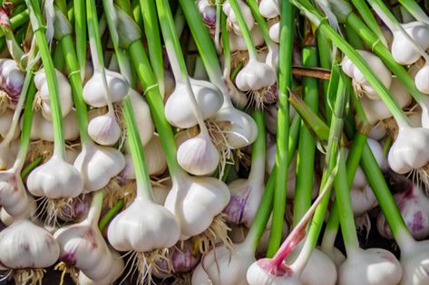 Onion Companion Planting, Companion Planting Chart, Allium Sativum, Hardneck Garlic, Harvesting Garlic, Planting Garlic, Garlic Benefits, Growing Garlic, Planting Tools