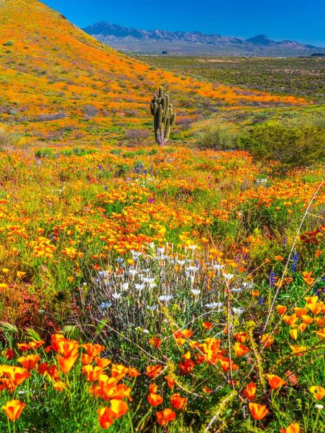 Desert Wildflowers & Wildlife | In the spring, a large, relatively unknown poppy field shocked Southern California with a one-of-a-kind super bloom | Facebook Desert Superbloom, Desert Spring, Desert Wildflowers, Wildflower Fields, Super Bloom, Abstract Watercolor Landscape, Southwest Desert, Poppy Field, Yellow Art