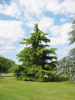 Fast Growing Pine Trees, Cedrus Libani, Deodar Cedar, University Of Redlands, Cedrus Deodara, Drought Tolerant Trees, Ranch Design, Crape Myrtle, Cedar Trees