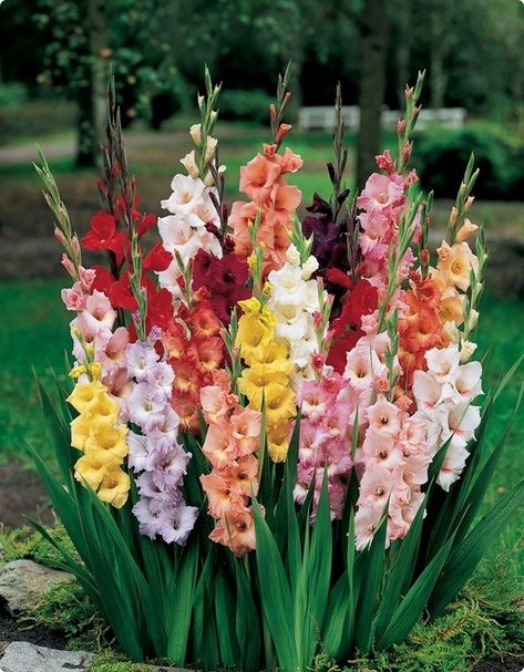 Gladiola, Flower of Jupiter – Lunar Home and Garden Gladiolus Bulbs, Summer Bulbs, Gladiolus Flower, Gladioli, Tall Flowers, Bridal Brunch, Bulb Flowers, Cut Flowers, Love Flowers