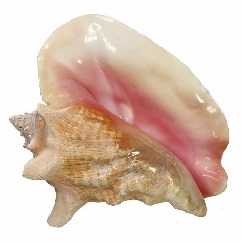 Types Of Shells, Cascading Flowers, Big Sea, Beach Events, Nautical Home, Conch Shell, Animal Figurines, Pics Art, Decorating Coffee Tables