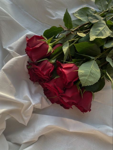 Red rose | Flower therapy, Beautiful bouquet of flowers, Beautiful rose flowers Red Roses Aesthetic Bouquet, 5 Roses Bouquet, Soft Flowers Aesthetic, Bouquet Of Red Roses Aesthetic, Bouquet Of Roses Aesthetic, Rose Flower Aesthetic Red, Red Floral Aesthetic, Red Rose Bouquet Aesthetic, Rose Aesthetic Flower