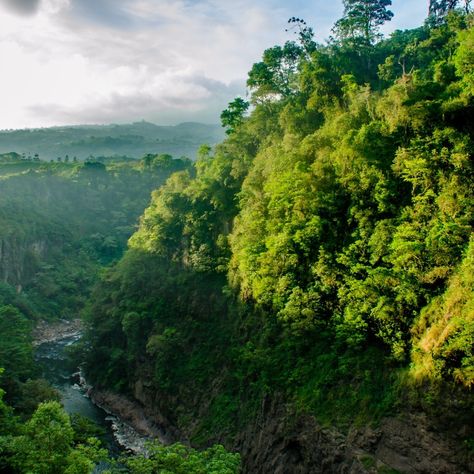 Rainforest Trust on Instagram: “We cannot stop climate change without saving tropical forests. If tropical deforestation were a country, it would be the third largest…” How To Be Healthy, Elderly People, Healthy Motivation, Tropical Forest, Be Healthy, Costa Rica, Forest, The Incredibles, Education