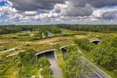 Wildlife Crossing, Design Doodles, Forest Department, Wild Elephant, Animal Protection, Forest Creatures, Wildlife Habitat, Large Animals, How To Level Ground