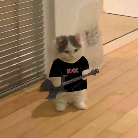 Rock Profile Picture, Music Profile Picture, Rockstar Cat, Profil Pictures, Cat Singing, Rock Cat, Square Pictures, Standing Cat, Cat Music