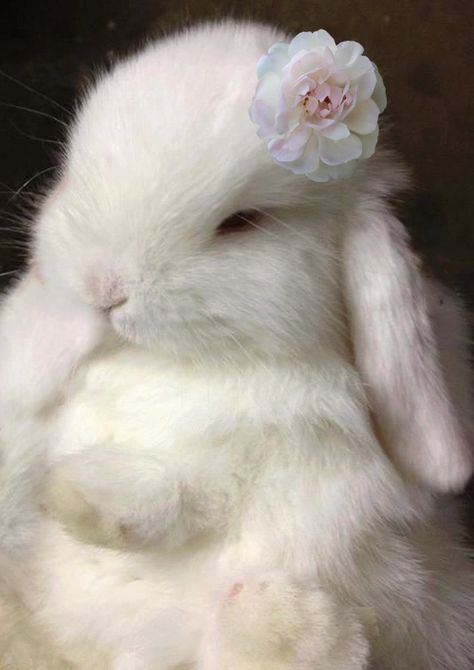 Bunny Pet, Pet Pet, Söt Katt, Bunny Pictures, Baby Bunnies, White Rabbit, Cute Creatures, Sweet Animals